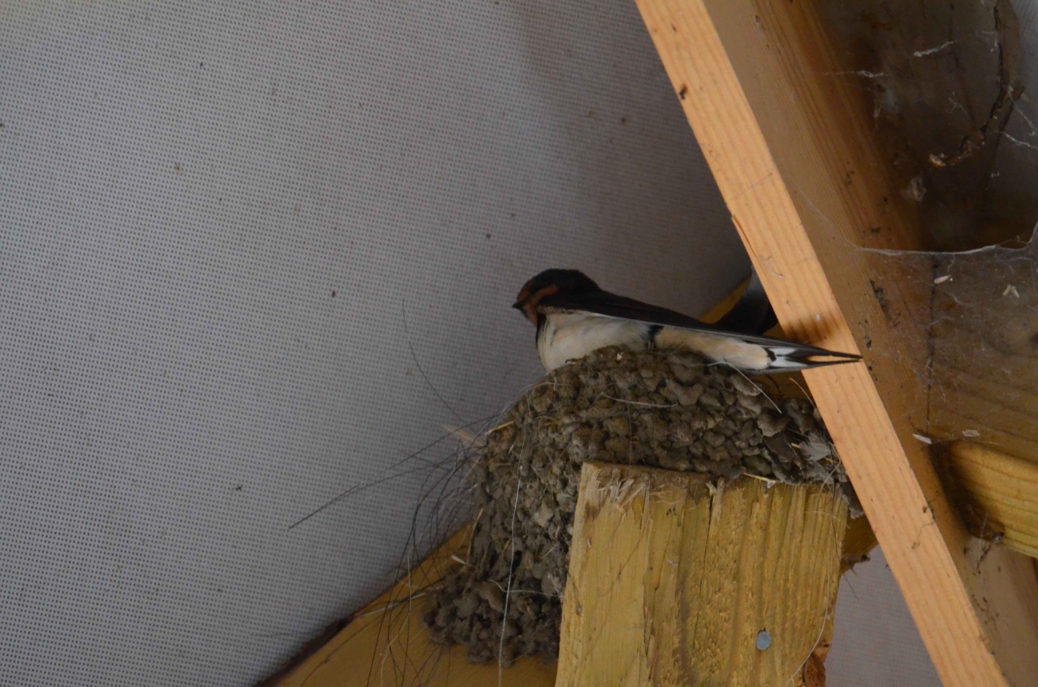 Swallow at Frensham Trout Fishery Fishing Lodge